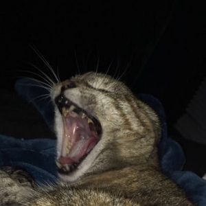 Meet your Posher, Sierra